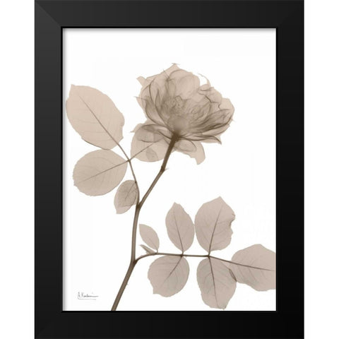 Rose Cream 1 Black Modern Wood Framed Art Print by Koetsier, Albert