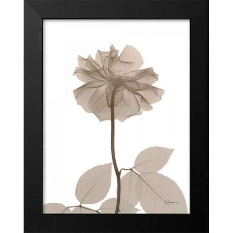 Rose Cream 2 Black Modern Wood Framed Art Print by Koetsier, Albert