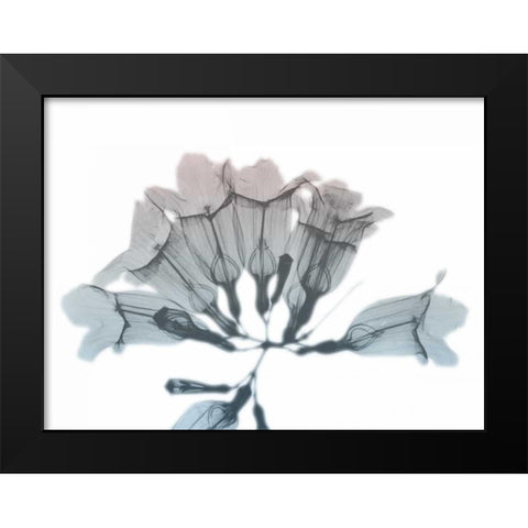 Blooming Jacaranoa Black Modern Wood Framed Art Print by Koetsier, Albert