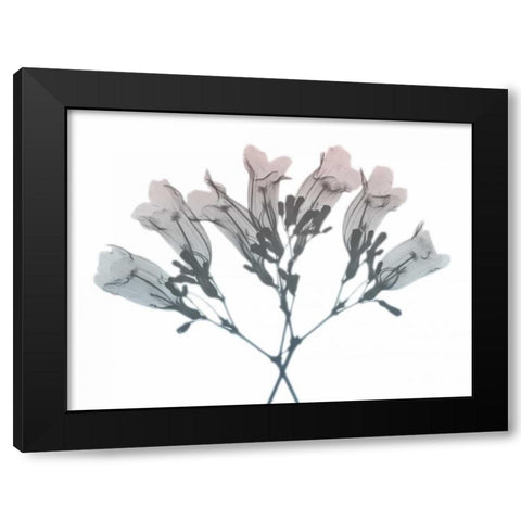 Blooming Jacaranoa 2 Black Modern Wood Framed Art Print with Double Matting by Koetsier, Albert