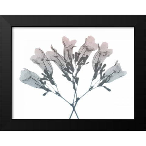 Blooming Jacaranoa 2 Black Modern Wood Framed Art Print by Koetsier, Albert