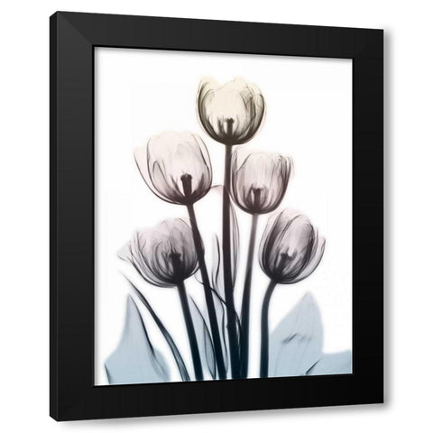 Springing Tulips 2 Black Modern Wood Framed Art Print with Double Matting by Koetsier, Albert