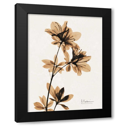 Aged Azalea Black Modern Wood Framed Art Print by Koetsier, Albert