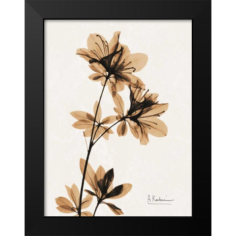 Aged Azalea Black Modern Wood Framed Art Print by Koetsier, Albert