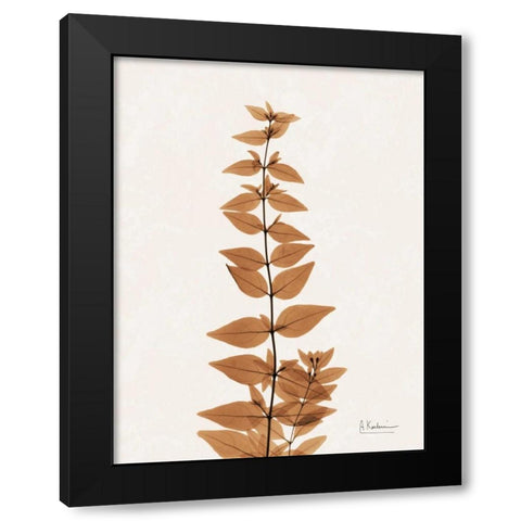 Aged Abelia Black Modern Wood Framed Art Print with Double Matting by Koetsier, Albert