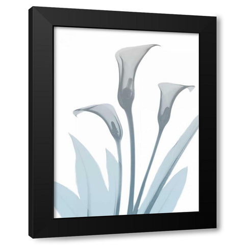 Serene Calla Lily 2 Black Modern Wood Framed Art Print with Double Matting by Koetsier, Albert