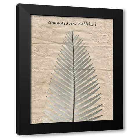 Chamaedorea Illustration Black Modern Wood Framed Art Print with Double Matting by Koetsier, Albert