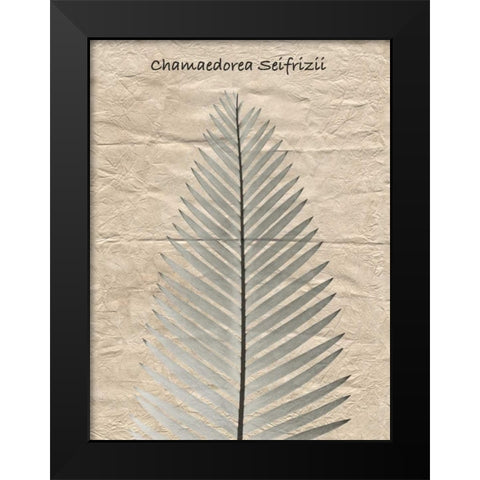Chamaedorea Illustration Black Modern Wood Framed Art Print by Koetsier, Albert