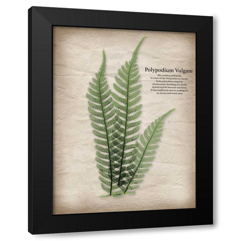 Parchment Fern Black Modern Wood Framed Art Print with Double Matting by Koetsier, Albert