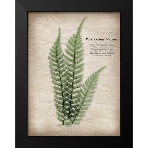 Parchment Fern Black Modern Wood Framed Art Print by Koetsier, Albert