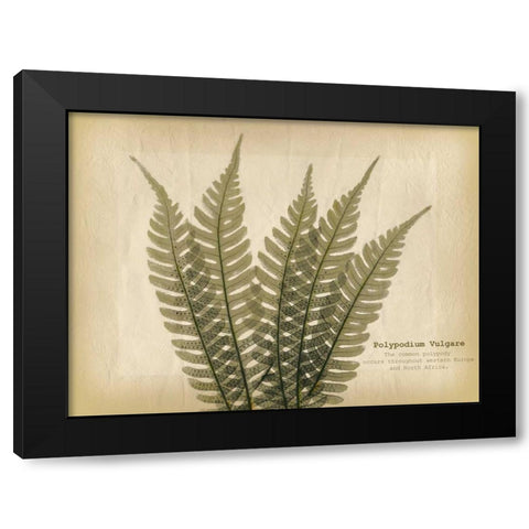 Parchment Fern 2 Black Modern Wood Framed Art Print with Double Matting by Koetsier, Albert