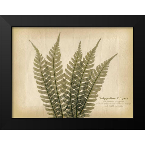 Parchment Fern 2 Black Modern Wood Framed Art Print by Koetsier, Albert