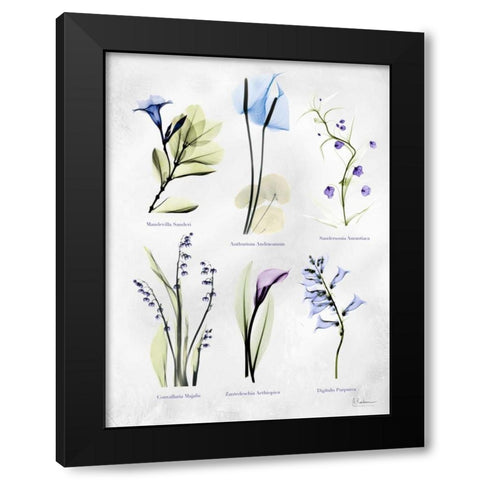 Vast Botanicals Black Modern Wood Framed Art Print with Double Matting by Koetsier, Albert