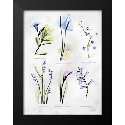 Vast Botanicals Black Modern Wood Framed Art Print by Koetsier, Albert