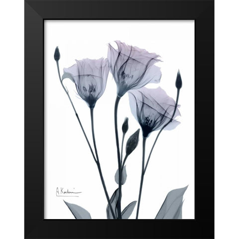 Midnight Gentian 1 Black Modern Wood Framed Art Print by Koetsier, Albert