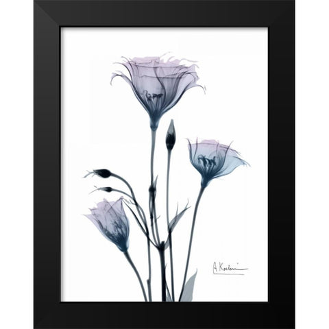 Midnight Gentian 2 Black Modern Wood Framed Art Print by Koetsier, Albert