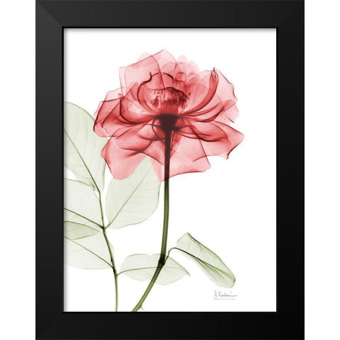 Rosey Red Trance Black Modern Wood Framed Art Print by Koetsier, Albert