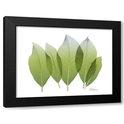 Golden Magnolia Leaf Black Modern Wood Framed Art Print by Koetsier, Albert