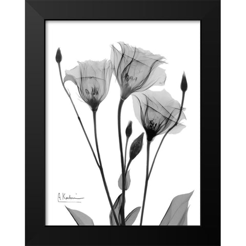 Night Gentian 1 Black Modern Wood Framed Art Print by Koetsier, Albert