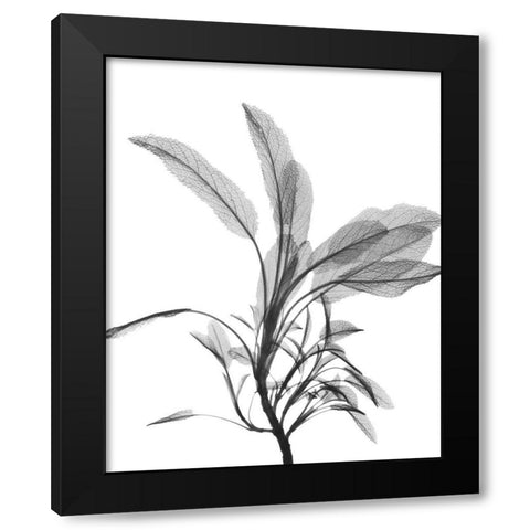 Nightly Sage Black Modern Wood Framed Art Print by Koetsier, Albert