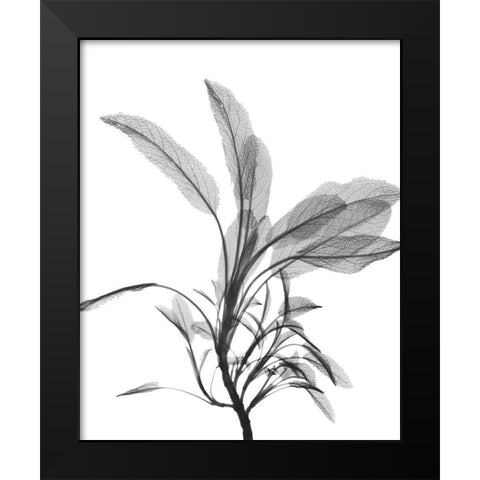 Nightly Sage Black Modern Wood Framed Art Print by Koetsier, Albert