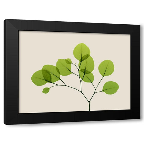 Natural Greenery 2 Black Modern Wood Framed Art Print by Koetsier, Albert