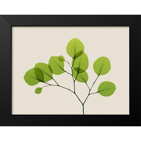 Natural Greenery 2 Black Modern Wood Framed Art Print by Koetsier, Albert