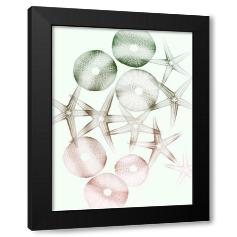 Sweet Starfish 1 Black Modern Wood Framed Art Print with Double Matting by Koetsier, Albert