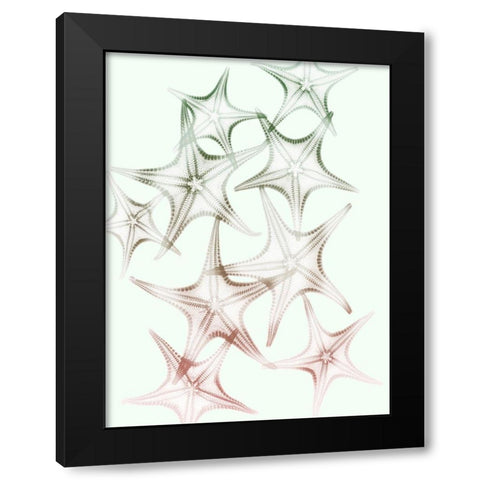 Sweet Starfish 2 Black Modern Wood Framed Art Print with Double Matting by Koetsier, Albert