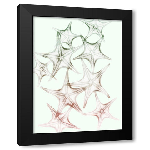 Sweet Starfish 2 Black Modern Wood Framed Art Print by Koetsier, Albert