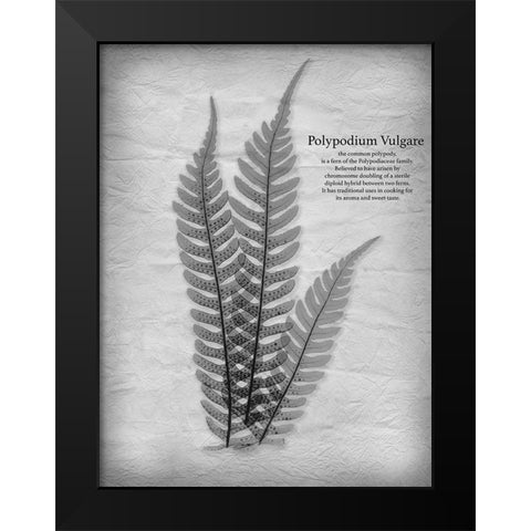 Vintage Fern 1 Black Modern Wood Framed Art Print by Koetsier, Albert