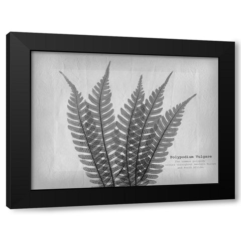 Vintage Fern 2 Black Modern Wood Framed Art Print by Koetsier, Albert