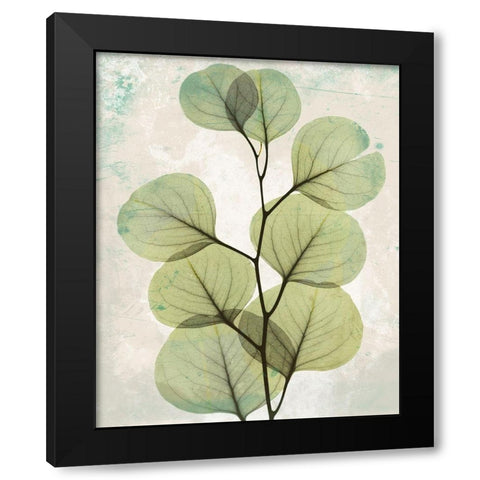 Eucalyptus Stoned 2 Black Modern Wood Framed Art Print with Double Matting by Koetsier, Albert