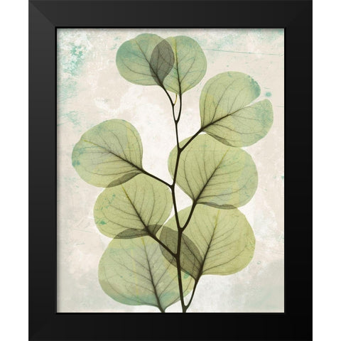 Eucalyptus Stoned 2 Black Modern Wood Framed Art Print by Koetsier, Albert