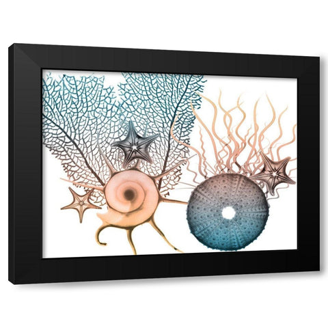 Sea Collective 4 Black Modern Wood Framed Art Print with Double Matting by Koetsier, Albert