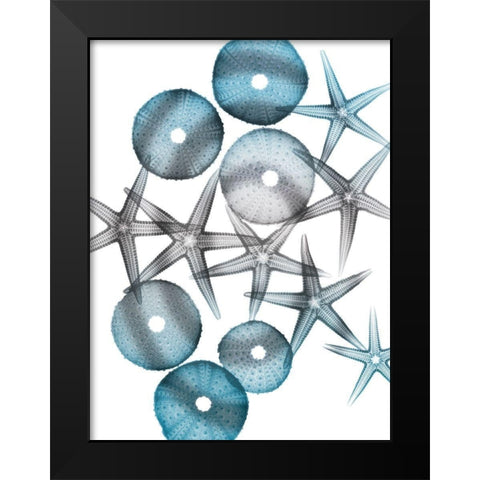 Blue Hue Starfish 1 Black Modern Wood Framed Art Print by Koetsier, Albert