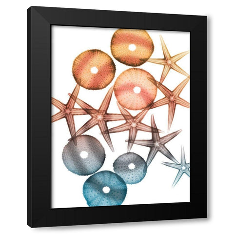 Jolly Starfish 1 Black Modern Wood Framed Art Print with Double Matting by Koetsier, Albert