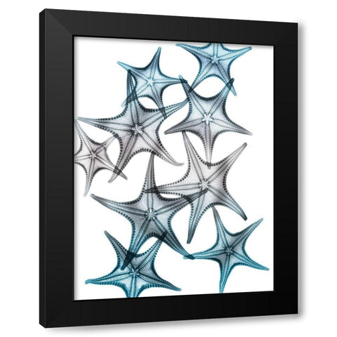 Blue Hue Starfish 2 Black Modern Wood Framed Art Print by Koetsier, Albert