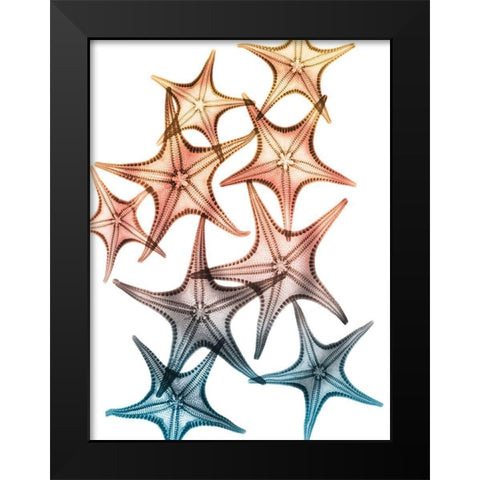 Jolly Starfish 2 Black Modern Wood Framed Art Print by Koetsier, Albert