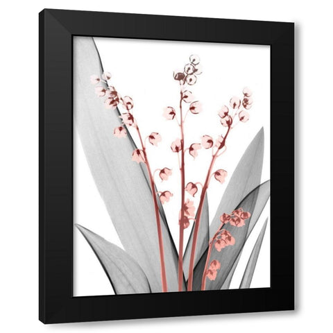 Lily of the Blush 2 Black Modern Wood Framed Art Print with Double Matting by Koetsier, Albert