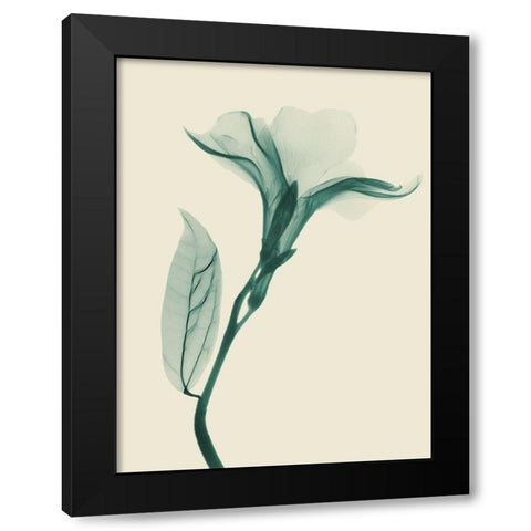 Lucky Oleander 1 Black Modern Wood Framed Art Print with Double Matting by Koetsier, Albert