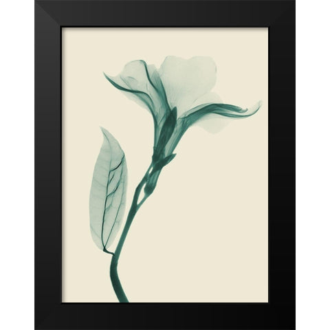 Lucky Oleander 1 Black Modern Wood Framed Art Print by Koetsier, Albert