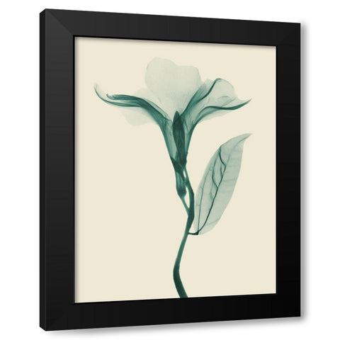 Lucky Oleander 2 Black Modern Wood Framed Art Print with Double Matting by Koetsier, Albert