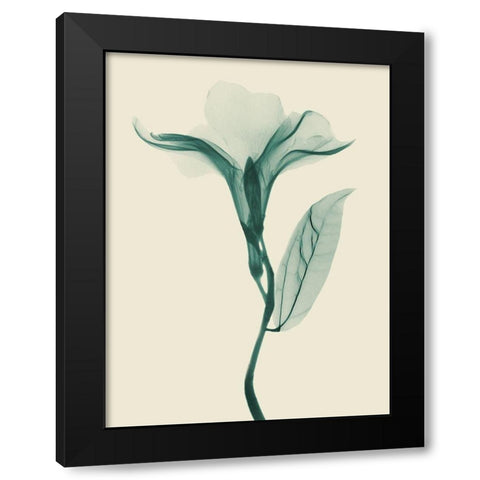 Lucky Oleander 2 Black Modern Wood Framed Art Print by Koetsier, Albert
