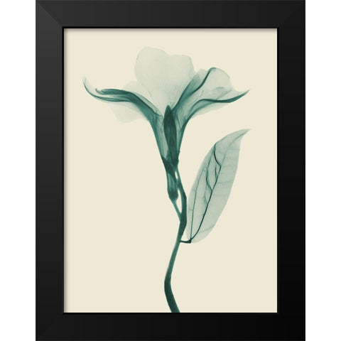 Lucky Oleander 2 Black Modern Wood Framed Art Print by Koetsier, Albert