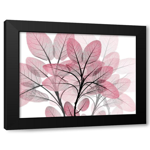 Magenta Embrace 1 Black Modern Wood Framed Art Print with Double Matting by Koetsier, Albert