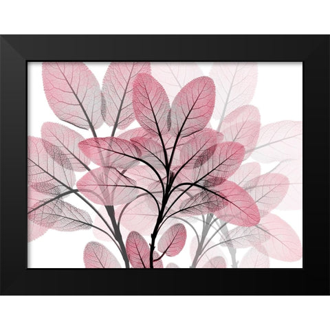 Magenta Embrace 1 Black Modern Wood Framed Art Print by Koetsier, Albert