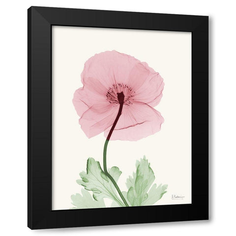 Dazzling Poppy 1 Black Modern Wood Framed Art Print with Double Matting by Koetsier, Albert