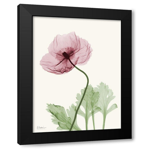 Dazzling Poppy 2 Black Modern Wood Framed Art Print by Koetsier, Albert