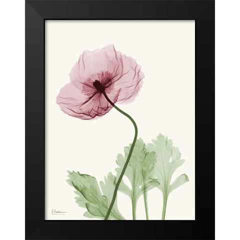 Dazzling Poppy 2 Black Modern Wood Framed Art Print by Koetsier, Albert